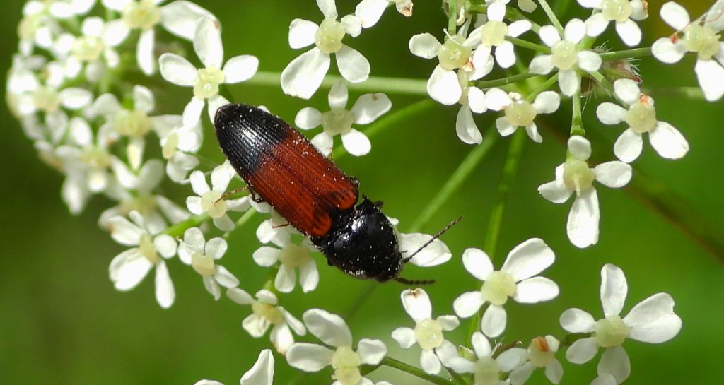 Sprężyk - Ampedus balteatus
