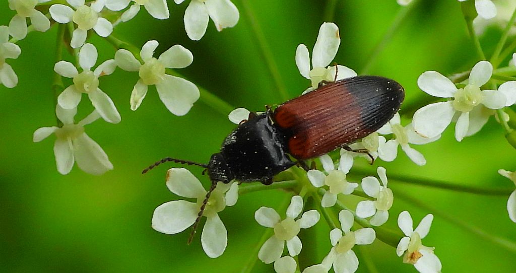 Sprężyk - Ampedus balteatus