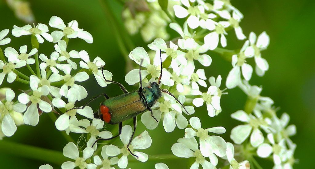 Bęblik dwuplamek (Malachius bipustulatus)