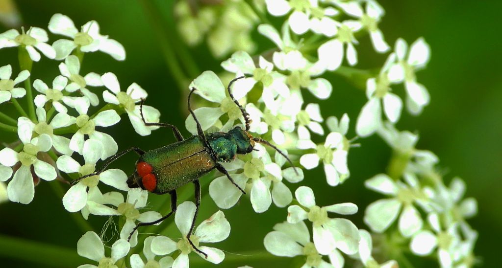 Bęblik dwuplamek (Malachius bipustulatus)
