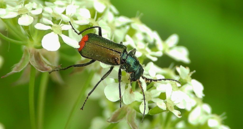 Bęblik dwuplamek (Malachius bipustulatus)