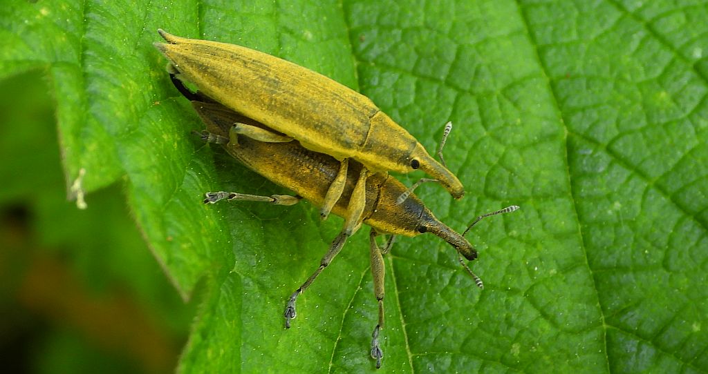 Kulczanka kosaćcówka (Lixus iridis)