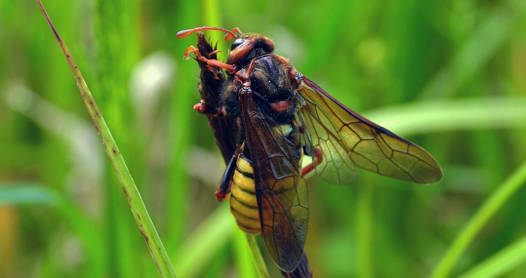 Bryzgun olchowiec (Cimbex connatus)