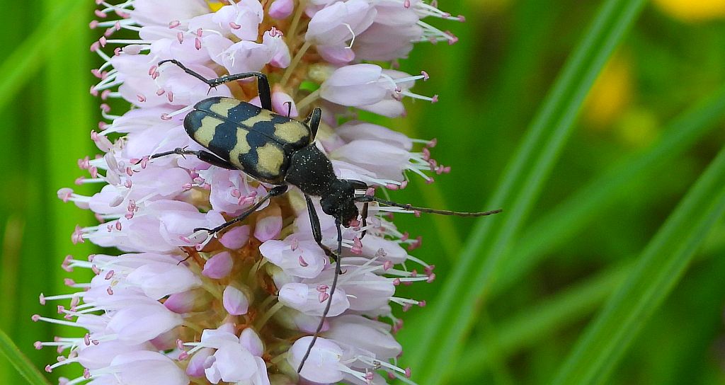 Krępień szóstaczek (Judolia sexmaculata)