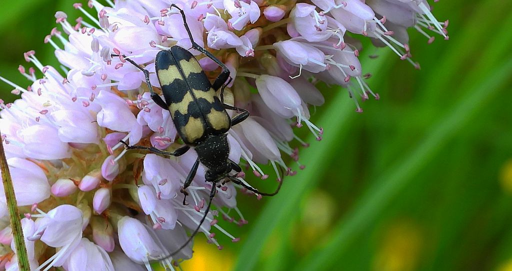 Krępień szóstaczek (Judolia sexmaculata)