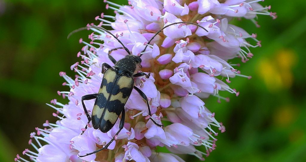 Krępień szóstaczek (Judolia sexmaculata)