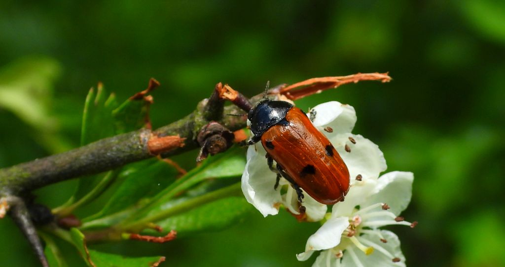 Moszenica czterokropka (Clytra quadripunctata)