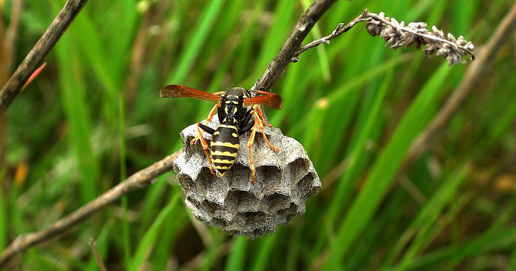 Klecanka rdzaworożna (Polistes dominula)