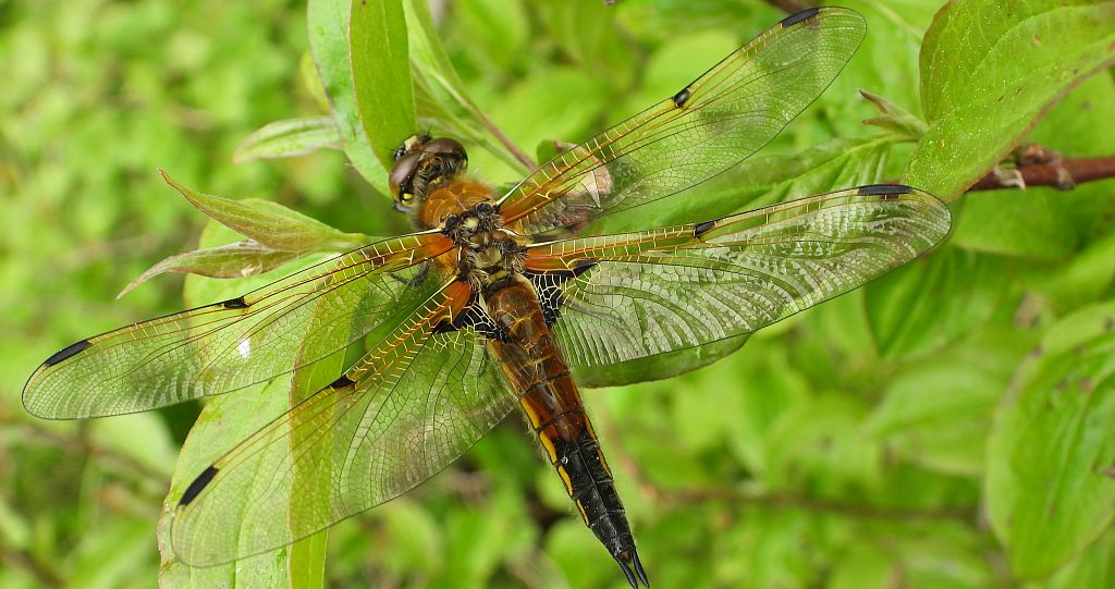 Ważka czteroplama (Libellula quadrimaculata)