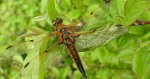 Ważka czteroplama (Libellula quadrimaculata)