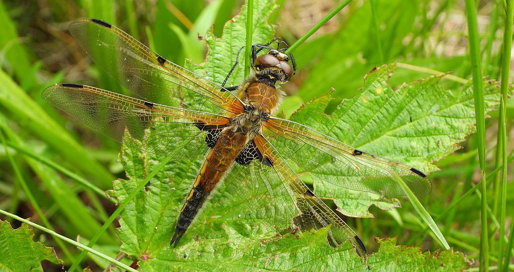 Ważka czteroplama (Libellula quadrimaculata)