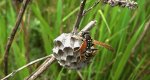 Klecanka rdzaworożna (Polistes dominula)