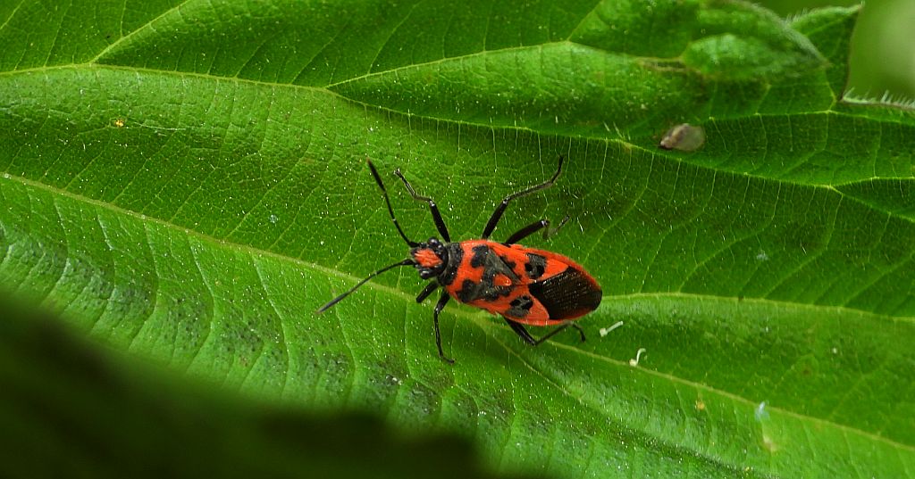 Glinik lulkarz (Corizus hyoscyami)