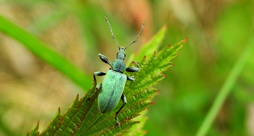 Naliściak drzewoszek (Phyllobius arborator)