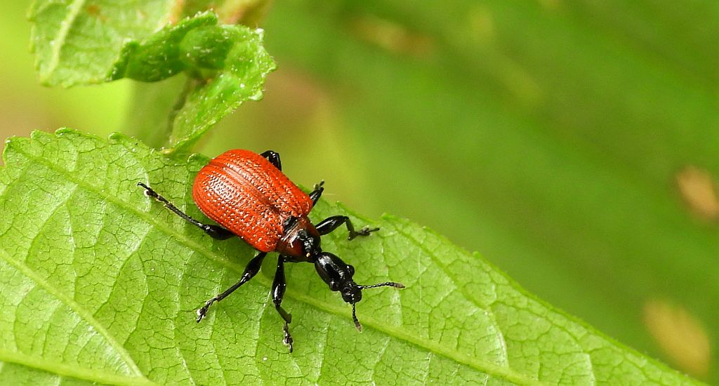 Oszynda leszczynowiec (Apoderus coryli)
