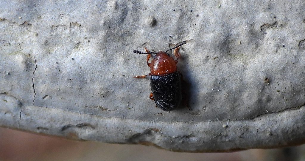 Oparstnik kruszcowy (Triplax aenea)