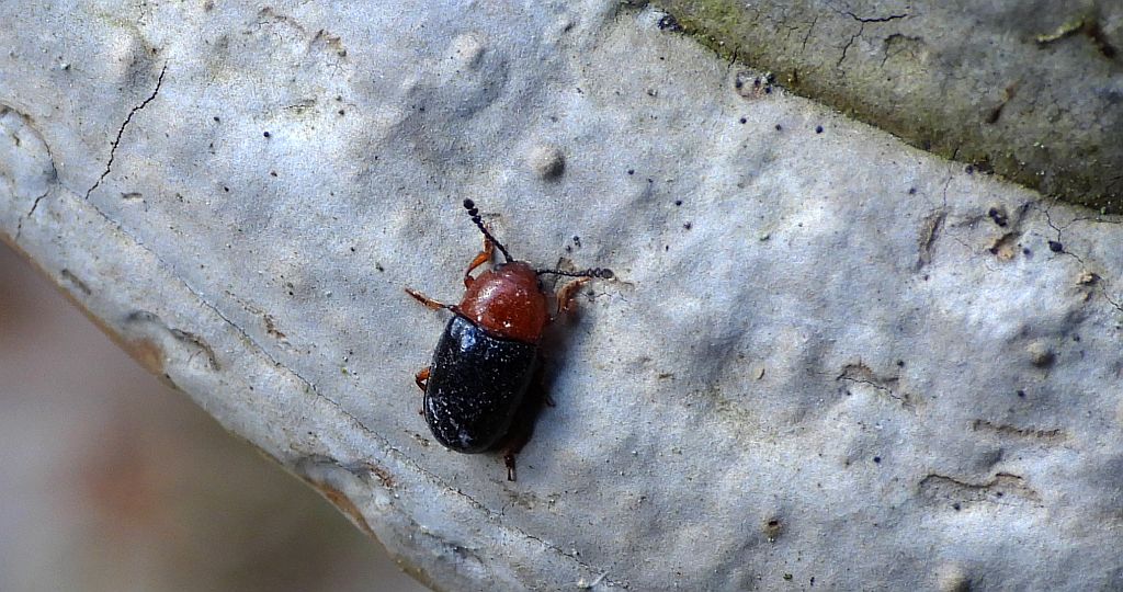 Oparstnik kruszcowy (Triplax aenea)