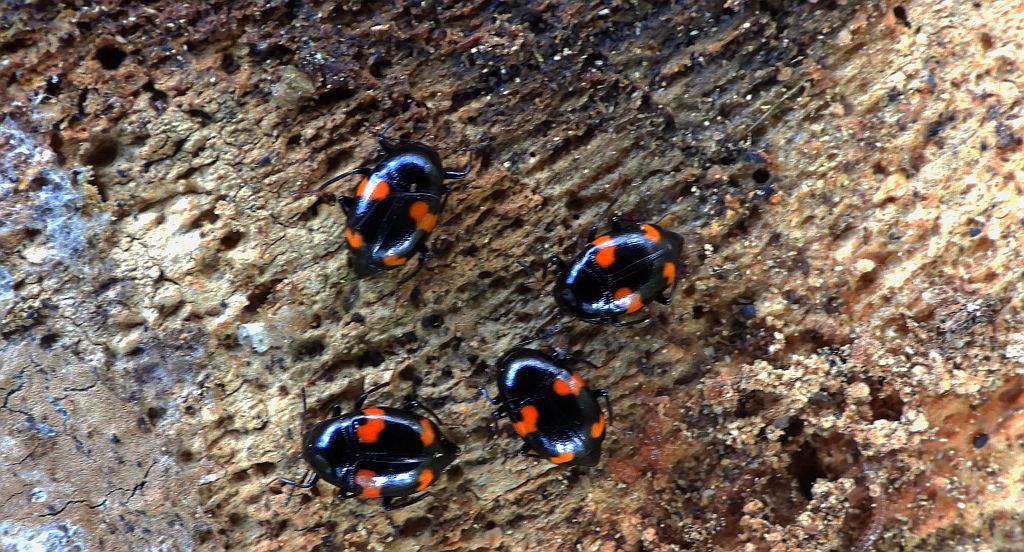 Łodzik czteroplamek (Scaphidium quadrimaculatum)