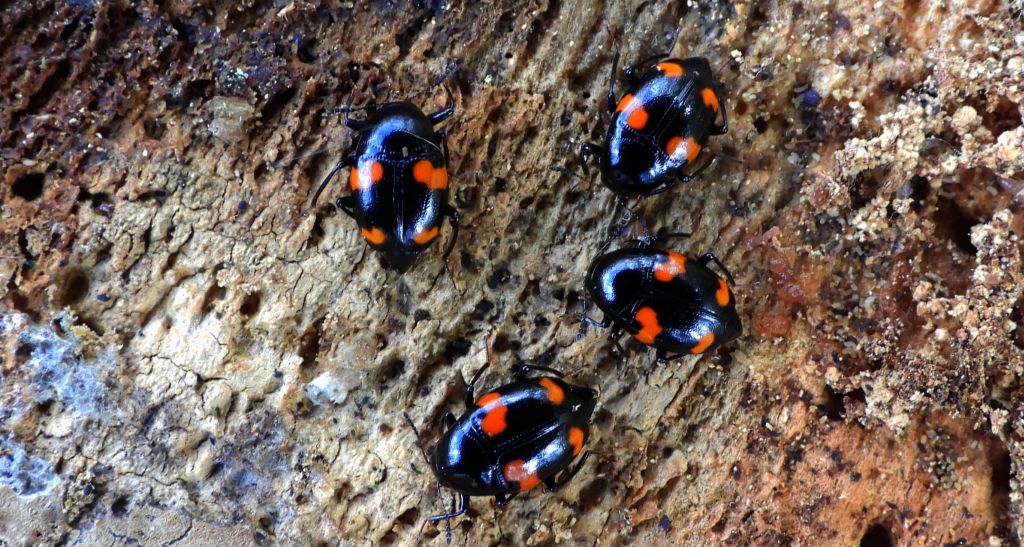 Łodzik czteroplamek (Scaphidium quadrimaculatum)