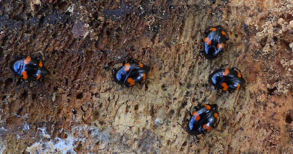 Łodzik czteroplamek (Scaphidium quadrimaculatum)