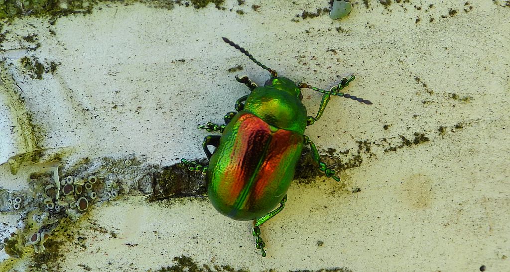 Złotka jasnotowa (Chrysolina fastuosa)
