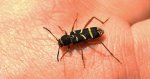 Biegowiec osowaty (Clytus arietis)