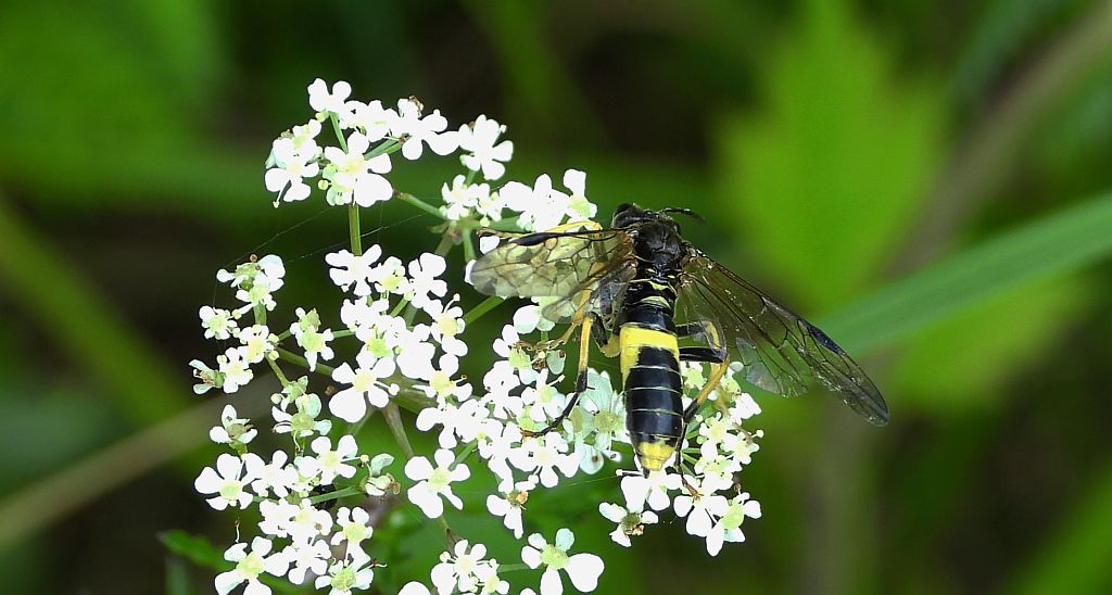 Pilarz żółtoznaczny (Tenthredo maculata)