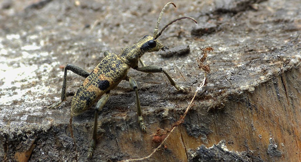 Rębacz szary, rębacz pniowiec (Rhagium mordax)
