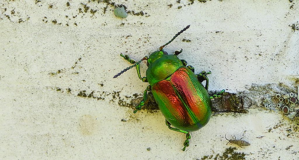 Złotka jasnotowa (Chrysolina fastuosa)
