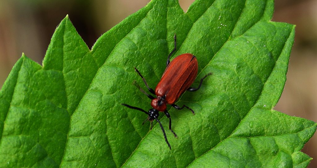 Ogniczek grzebykoczułki (Schizotus pectinicornis)