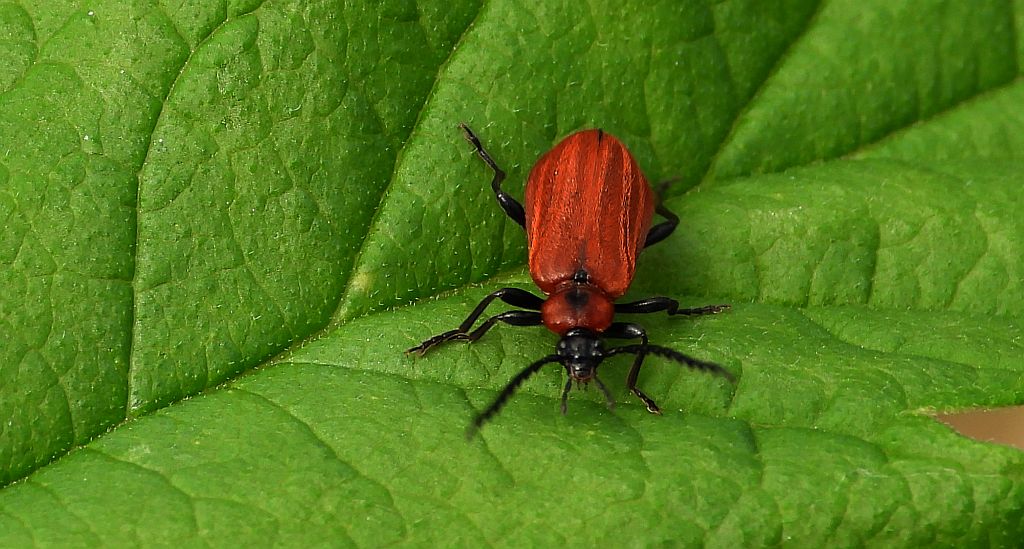 Ogniczek grzebykoczułki (Schizotus pectinicornis)