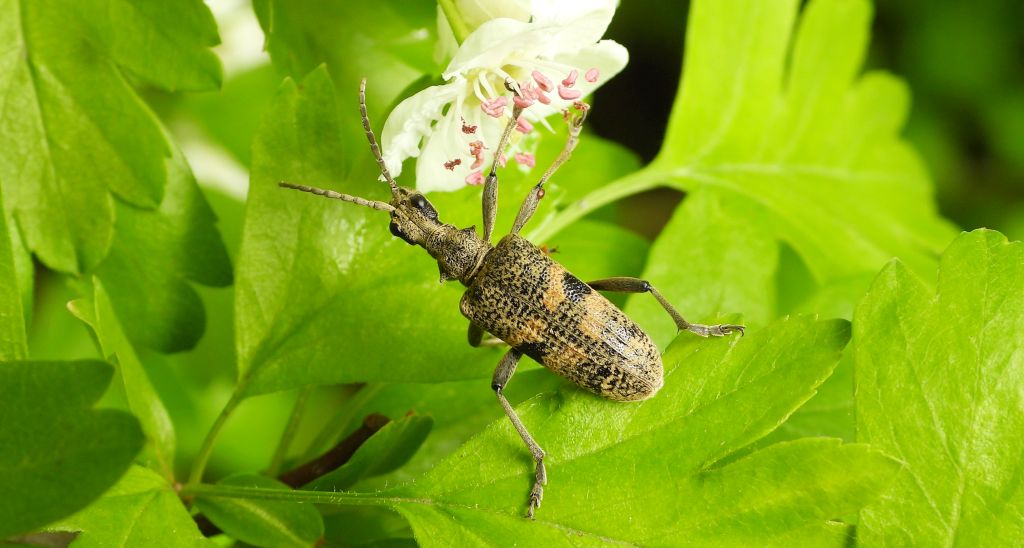 Rębacz szary, rębacz pniowiec (Rhagium mordax)