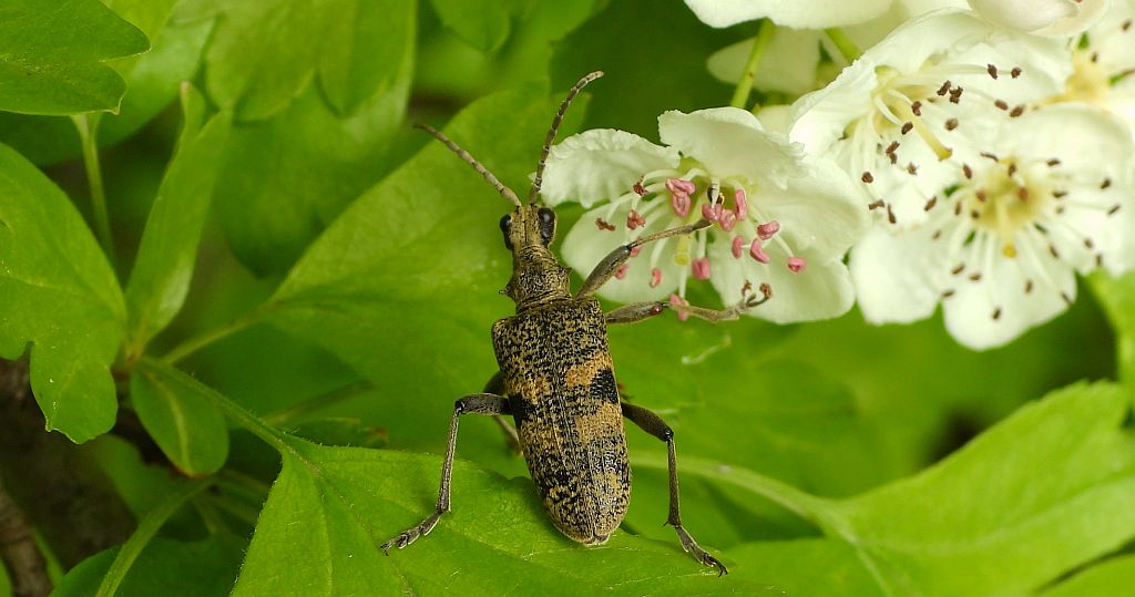 Rębacz szary, rębacz pniowiec (Rhagium mordax)