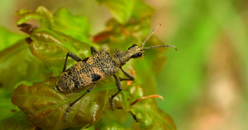 Rębacz szary, rębacz pniowiec (Rhagium mordax)