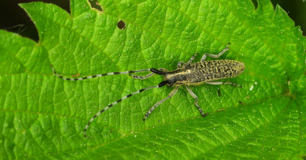 Zgrzytnica zielonawa, zgrzytnica zielonawowłosa (Agapanthia villosoviridescens)