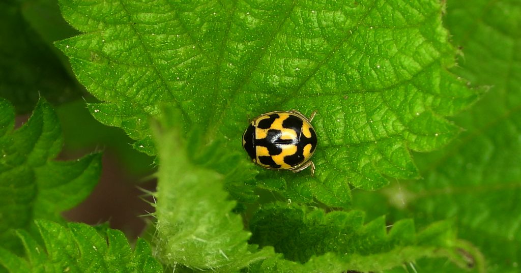 Biedronka mączniakówka, kroszela, biedronka dwudziestodwukropka (Psyllobora vigintiduopunctata, syn. Thea vigintiduopunctata)