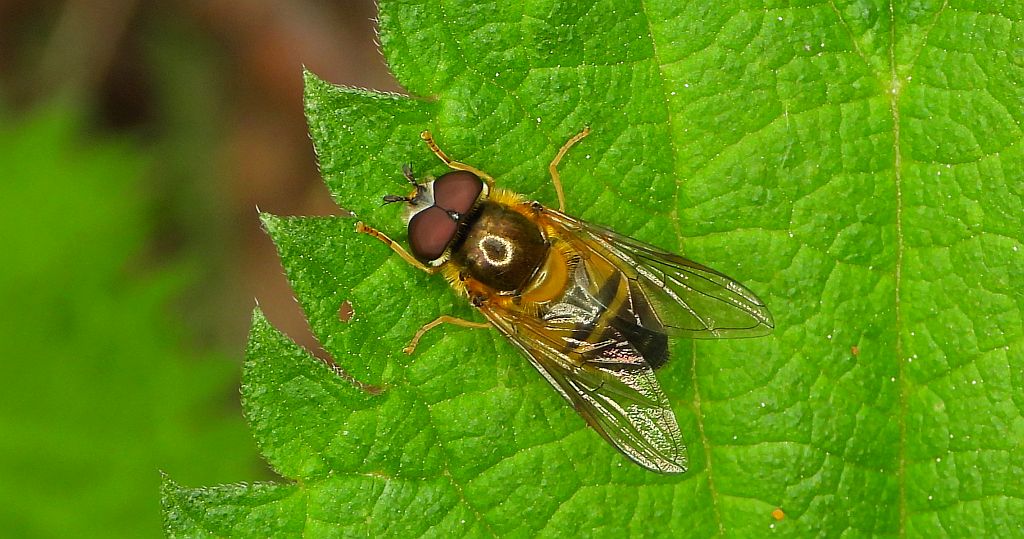 Mszycznica wytworna (Epistrophe eligans)