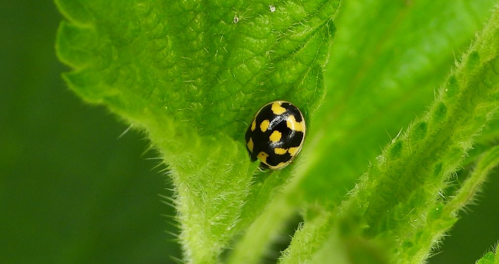 Biedronka mączniakówka, kroszela, biedronka dwudziestodwukropka (Psyllobora vigintiduopunctata, syn. Thea vigintiduopunctata)