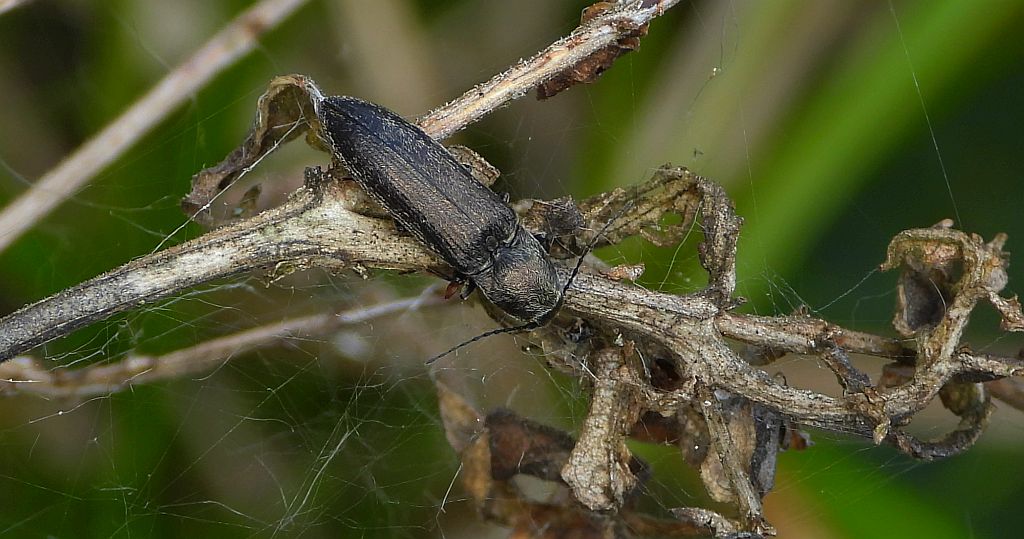 Sprężyk - Lacon sp.