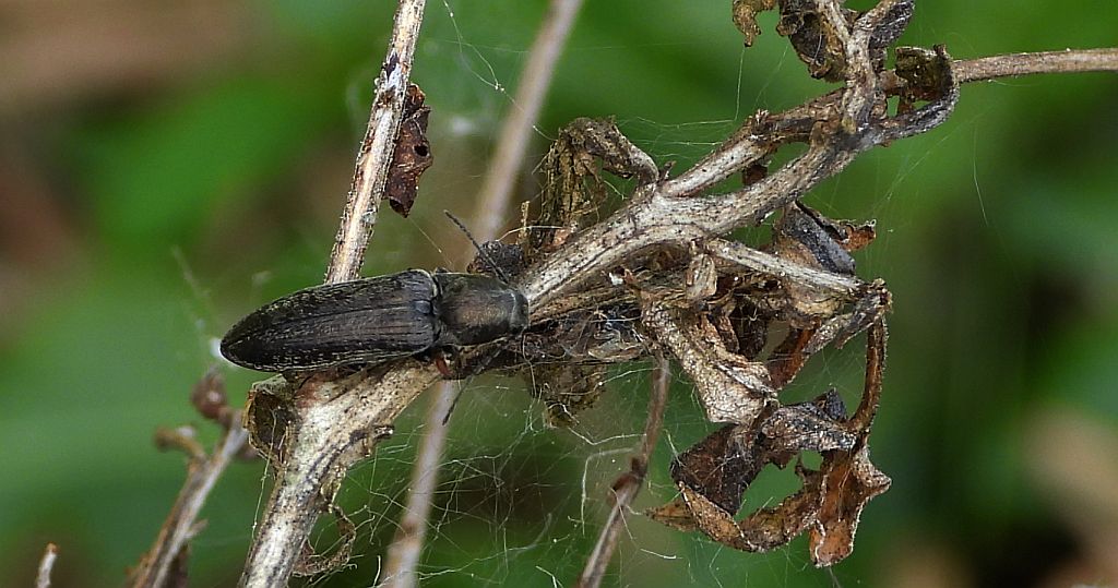 Sprężyk - Lacon sp.