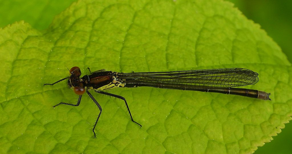 Oczobarwnica większa (Erythromma najas)