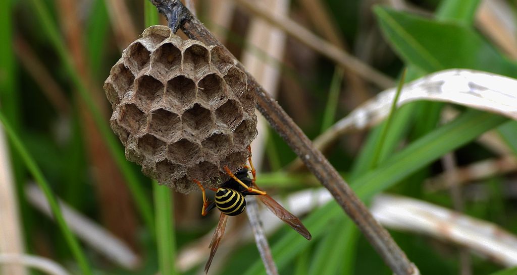 Klecanka polna (Polistes nimpha)