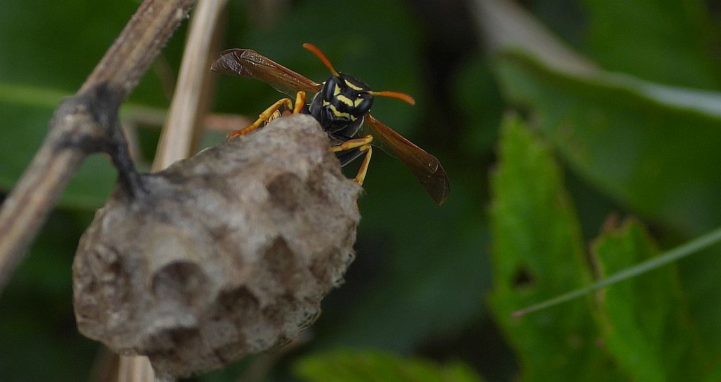 Klecanka polna (Polistes nimpha)