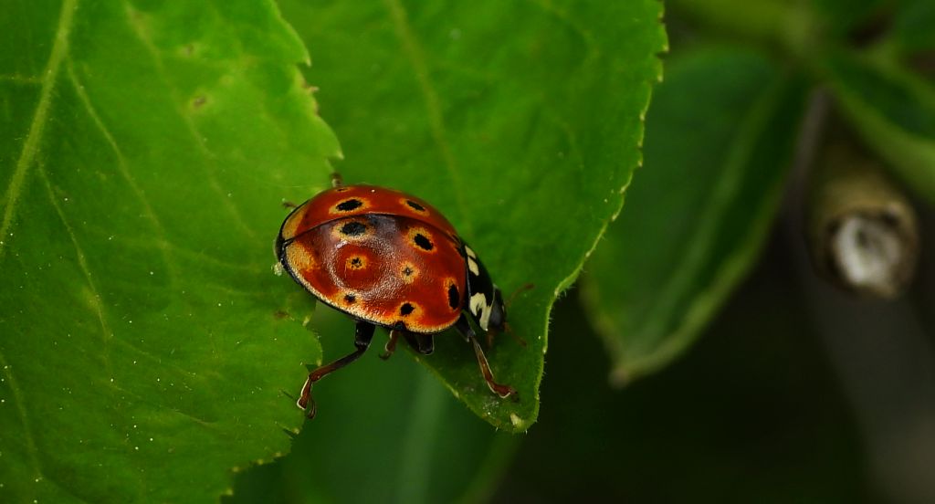 Biedronka oczatka, oczatka (Anatis ocellata)