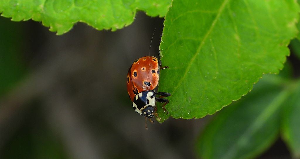 Biedronka oczatka, oczatka (Anatis ocellata)