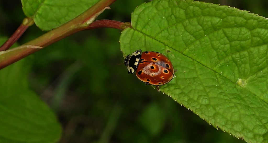 Biedronka oczatka, oczatka (Anatis ocellata)
