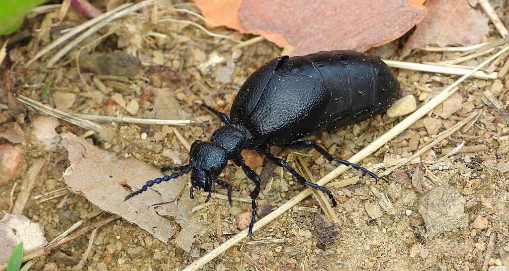 Oleica fioletowa, oleica fiołkowa (Meloe violaceus)