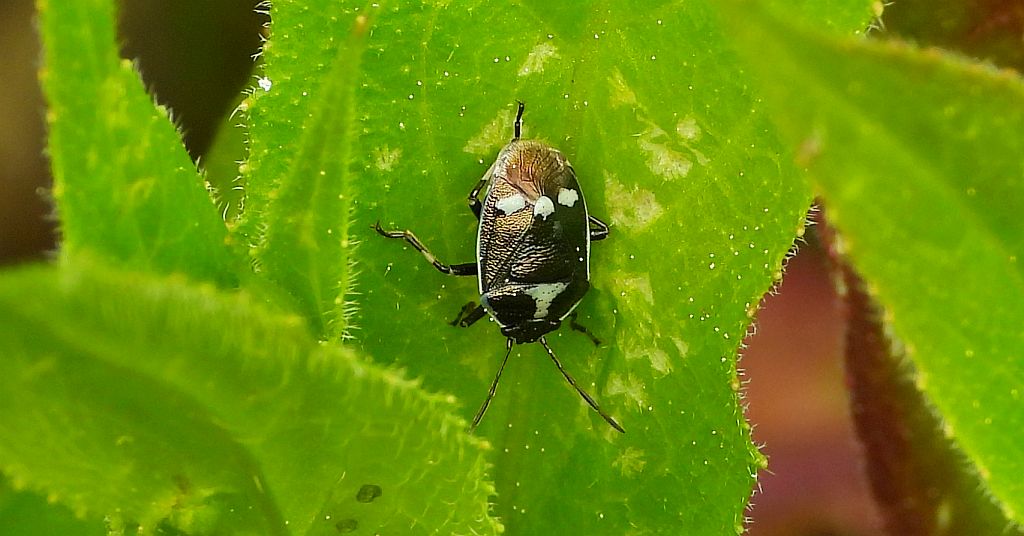 Warzywnica kapustna (Eurydema oleraceum)