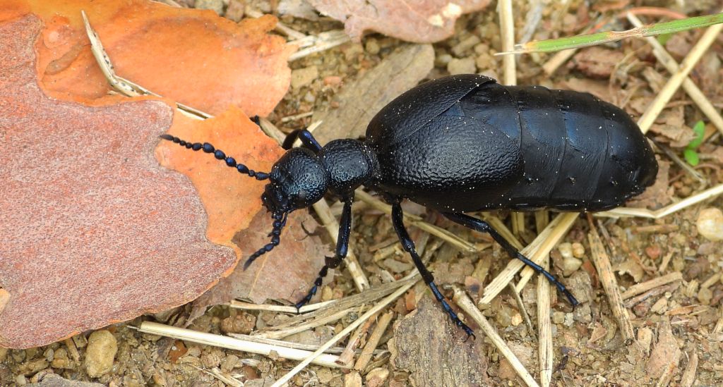 Oleica fioletowa, oleica fiołkowa (Meloe violaceus)