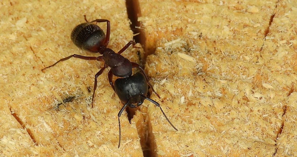 Gmachówka drzewotoczna (Camponotus ligniperda)
